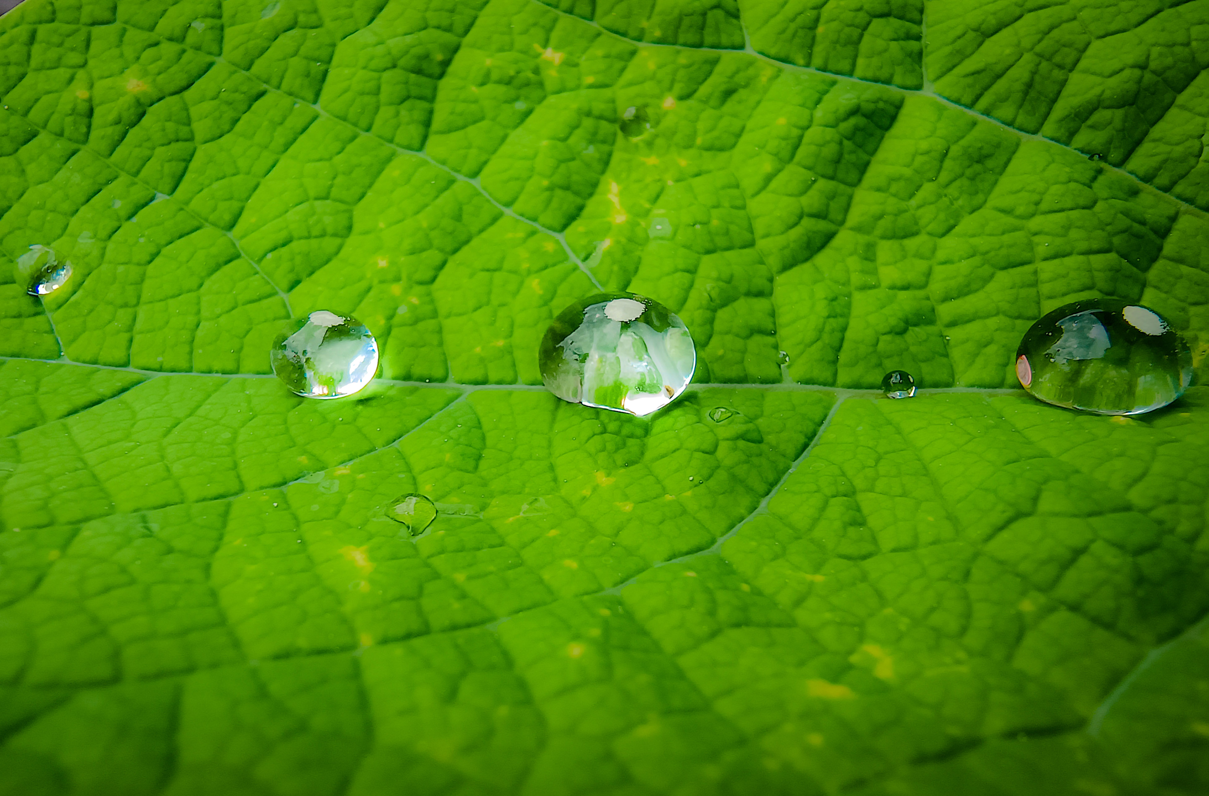 krople wody na zielonym liściu